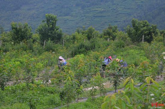 大马乌村樱桃园灾后自救