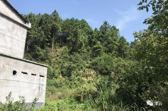  曾春亮父母健在时一家人的住处已成为一片杂草