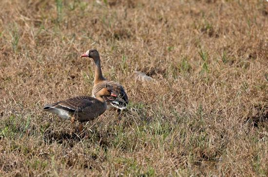  白额雁（新增二级） 袁晓/摄