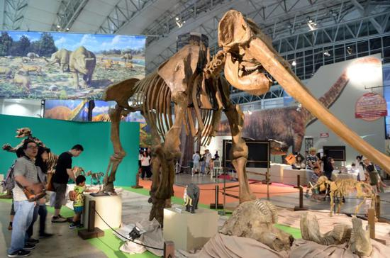  图为黄河象骨骼化石。新华社记者马平 摄（2015年7月18日摄）