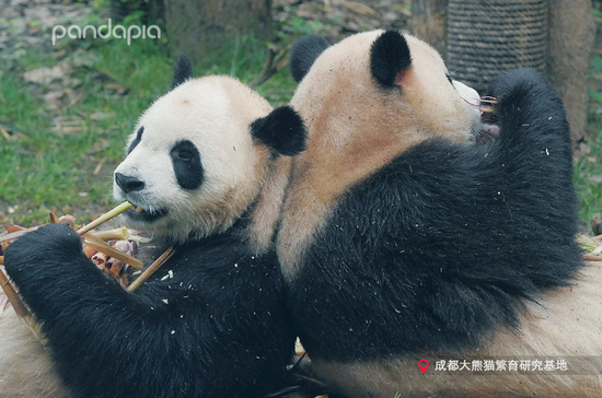 “芝麻”和哥哥“芝士”一起吃笋