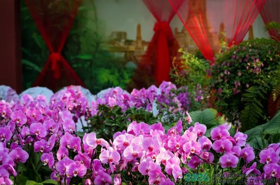 火爆出圈！超6万人打卡的北京兰花文化嘉年华，一文解锁浪漫游玩秘籍