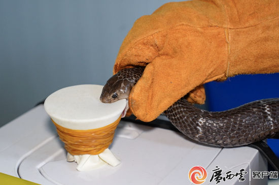 工作人员在取蛇毒 （图：广西日报）