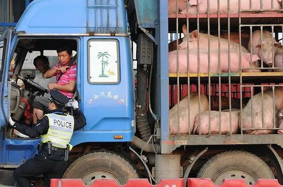 生猪运输 图片来源：视觉中国