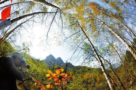 秦岭丰富的生物多样性，吸引着众多植物爱好者前来“寻宝”。