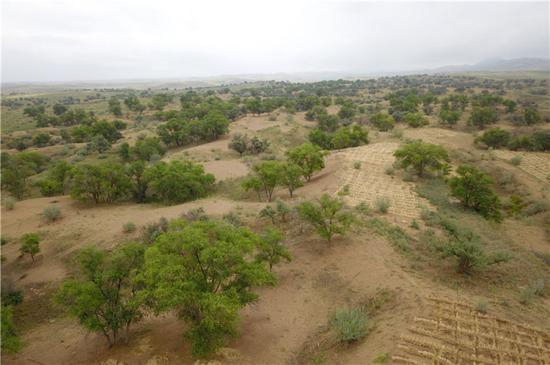 　这是在武威市古浪县拍摄的八步沙林场（8月22日无人机拍摄）。新华社记者 范培珅 摄