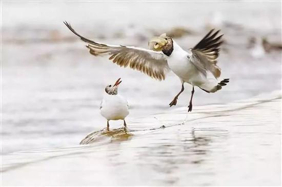  棕头鸥捕捉到跃起的湟鱼。新华社记者 刘金海 摄