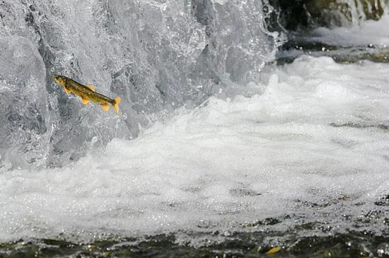  湟鱼洄游&nbsp;青海湖景区管理局提供
