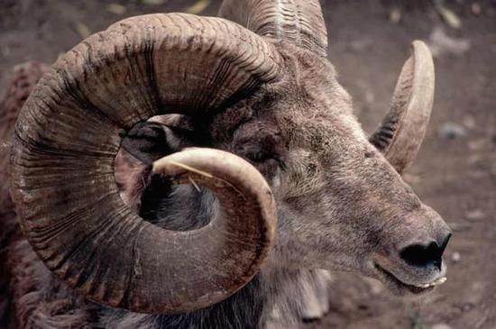  △蒙古国国宝：盘羊 图源《卫报》