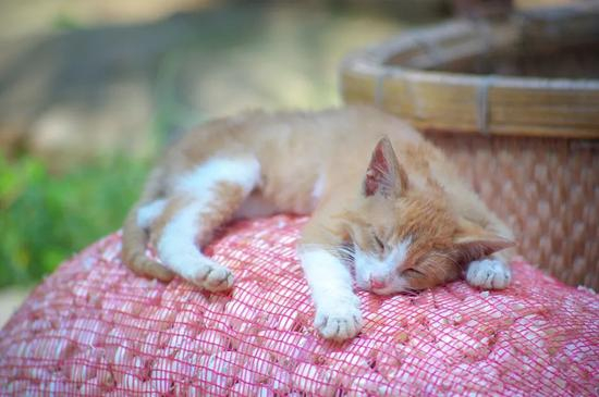  ▲ 邳州，蒜袋上一只熟睡的小猫。摄影/李琼