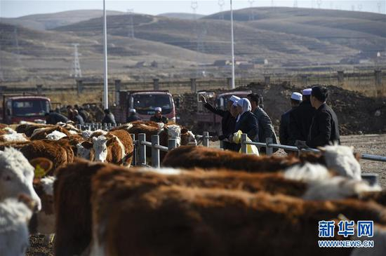 　　宁夏海原县海城镇农民在华润基础母牛培育基地挑选基础母牛（2019年3月12日摄）。新华社记者 冯开华 摄