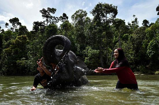 当地时间2020年6月7日，印尼亚齐省Sampoiniet，驯象员和一名游客为一头大象洗澡。人民视觉&nbsp; 资料图
