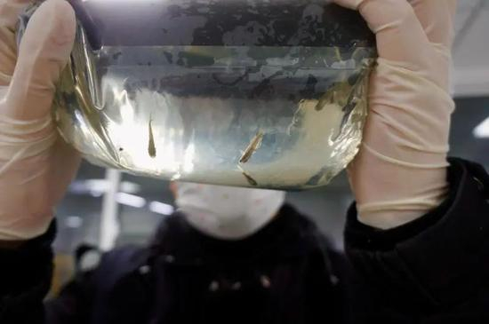 上海邮局海关截获的活体青鳉鱼