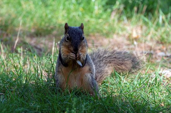 一只松鼠在吃蝉