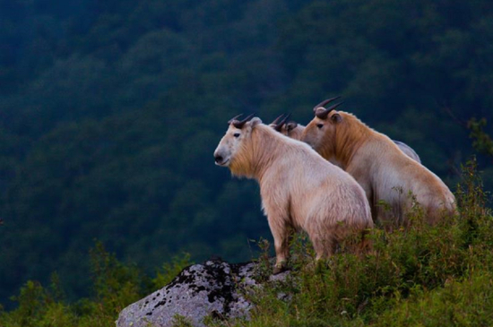 被誉为“秦岭四宝”之一的羚牛。（陕西佛坪熊猫谷景区供图）