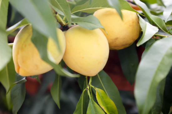  （陈家桥镇李子塘村黄桃）