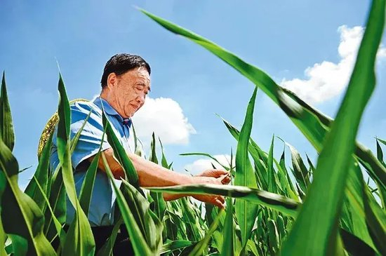 图为2025年7月20日，徐淙祥在安徽省阜阳市太和县旧县镇田间察看玉米生长情况。 新华社发