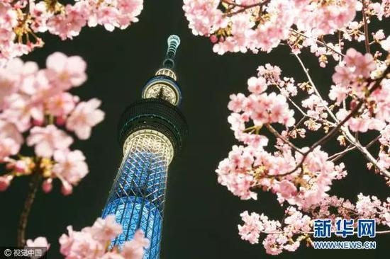 ▲资料图片：2017年2月22日，日本东京，东京晴空塔下的河津樱花盛开。