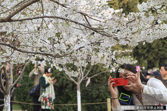 玉渊潭樱花园是民间外交的一段缩影，种有180株象征中日友好的礼品树大山樱。图为玉渊潭樱花节期间游客观赏樱花（图片来源：tuku.qianlong.com）。任振朝摄 千龙网发
