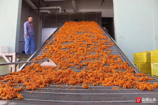 企业将收购的沙棘进行加工。图/刘正伦