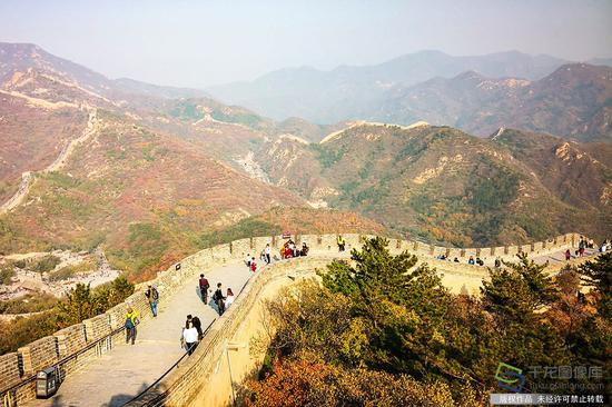 八达岭长城位于北京市延庆区军都山关沟古道北口，是中国古代伟大的防御工程万里长城的重要组成部分，是明长城的一个隘口。八达岭长城为居庸关的重要前哨，古称“居庸之险不在关而在八达岭”。秋天，八达岭秋色正浓，来自世界各地的游客，兴趣盎然地欣赏世界文化遗产，陶醉在美好的秋色之中（10月13日摄 图片来源：tuku.qianlong.com）。郁青峰摄 千龙网发