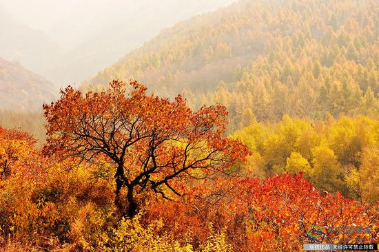  10月13日，京郊红叶层林染，百花山深处秋色浓（图片来源：tuku.qianlong.com）。黄克俭摄 千龙网发