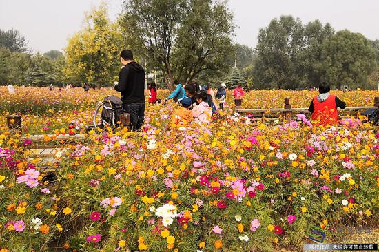 10月14日，在奥森北园西南部的花田野趣区域，百亩波斯菊花开争艳，游玩的人们兴高采烈地欣赏花海美景、拍照留念，流连忘返（ 图片来源：tuku.qianlong.com）。郁青峰摄 千龙网发