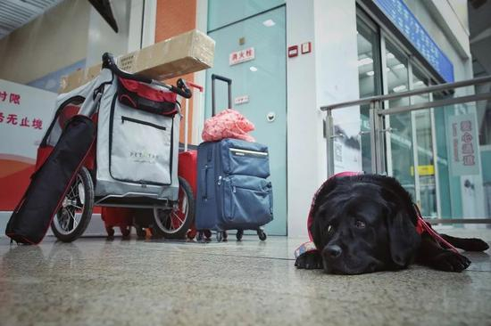  ▷陈燕为珍妮整理了几大箱行李&nbsp;