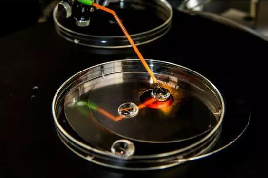 ▲检查胚胎&nbsp; &nbsp; 图据华盛顿邮报