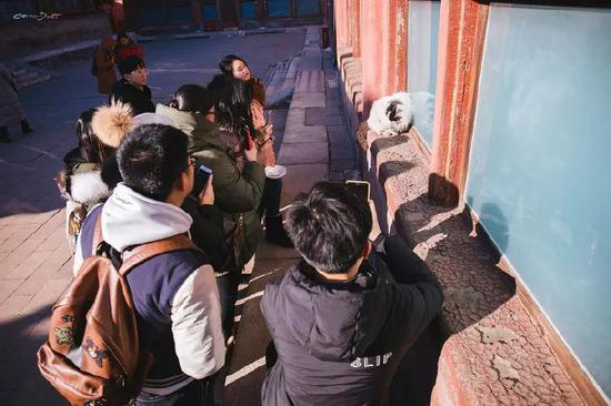  图片来自微博网友@宠物摄影师-克查&nbsp;