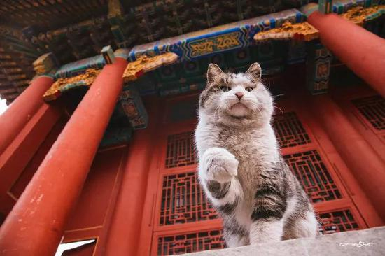 图片来自微博网友@宠物摄影师-克查&nbsp;