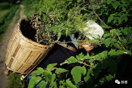 　△ &nbsp;背着背篓，采集植物的瓶子。