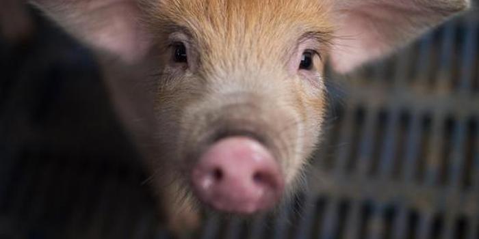 法国一小猪幸得领养却被做成罐头 领养人判3个