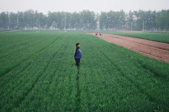 2019年4月11日，山东省菏泽市单县朱楼村，朱之文在自家麦地里。新京报记者 郑新洽 摄