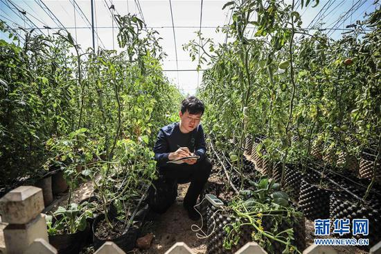 　　在辽宁省盘锦市大洼区田家镇大堡子村，郭佳明在温室大棚内查看碱地柿子的生长情况（4月15日摄）。今年24岁的郭佳明是盘锦市大洼区大洼镇人。2016年，有着农林经济管理专业背景的他创办盘锦菜根堂农业科技有限公司并种植当地特产碱地柿子。公司建立初期，农户对种植碱地柿子兴趣不高，郭佳明就一个人扎在大棚里，钻研如何提高碱地柿子收益。如今，郭佳明的公司已吸纳种植碱地柿子的农民200余名。他定期为农民讲解农业技术，帮助他们提升技能，同时还帮他们办网店、找销路。郭佳明觉得，作为一名新时代的青年，他在帮助家乡人民实现增产增收的同时，也实现了自己的人生价值。 青年是整个社会力量中最积极、最有生气的力量，国家的希望在青年，民族的未来在青年。奋斗是青春最亮丽的底色。让青春在新时代改革开放的广阔天地中绽放，让人生在实现中国梦的奋进追逐中展现出勇敢奔跑的英姿。 新华社记者 潘昱龙 摄
