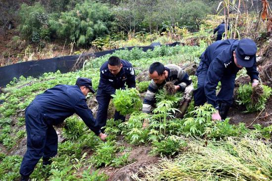 　云南怒江民警清除菜地里的大麻。图/IC