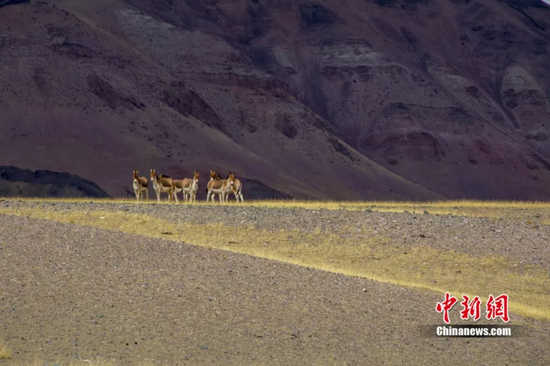 羌塘国家级自然保护区改则县片区的藏野驴 贡觉群培摄