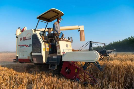 ↑6月13日，河北邢台清河县小麦开镰收割，全县小麦产量预计比上年增产1成。夏收期间，全县有400多台联合收割机在不同区域展开作业。（乔金亮摄）