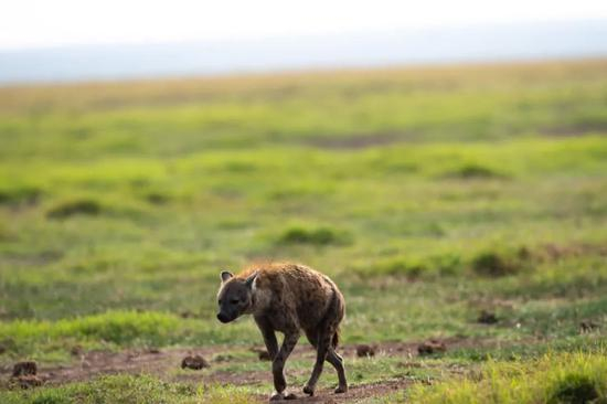 图为斑鬣狗。新华社记者李琰摄