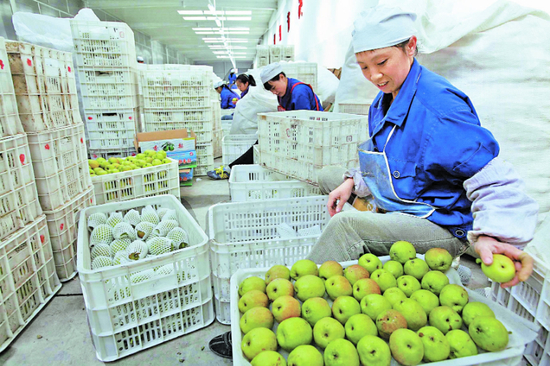 库尔勒市一家企业的工人正在挑选出口美国的香梨。&nbsp;□杨坤摄