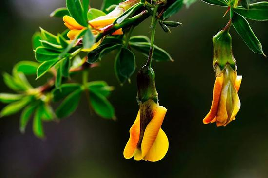 锦鸡儿&nbsp;赵金德摄