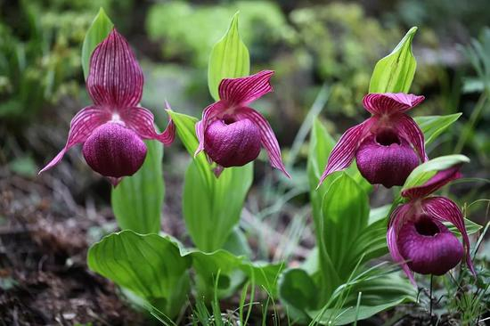  大花杓兰 赵金德摄