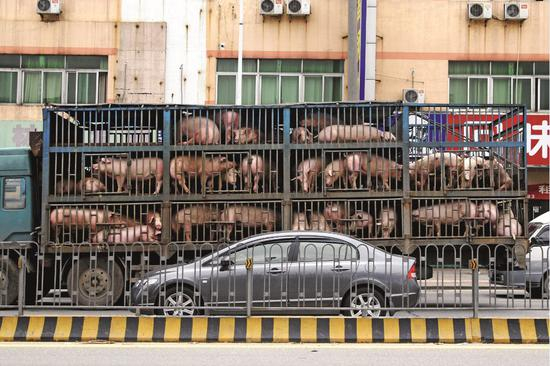  生猪复产“保供”工作，涉及到多个部门和一些新的政策界定。图/视觉中国
