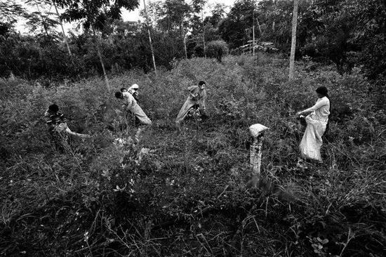 （一家人在古柯地中劳作）