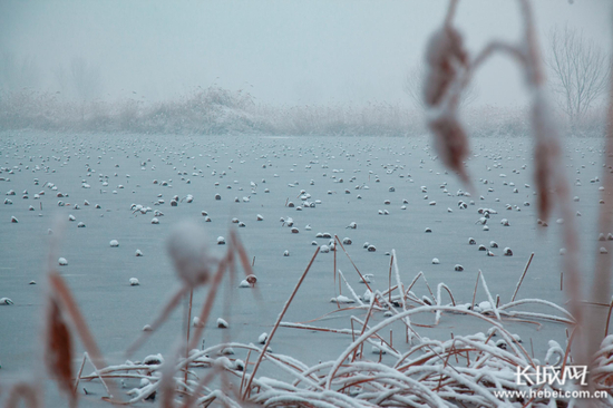 雪后的衡水湖，银装素裹，犹如一幅展开的水墨画卷。