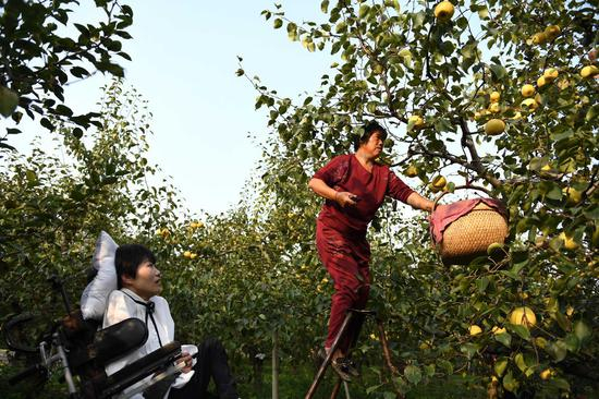 李娟在自家梨园里看妈妈采摘酥梨。