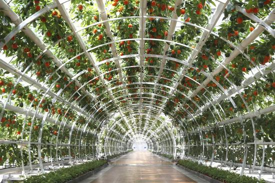 ▲&nbsp;图1：寿光蔬菜大棚。图/图虫·创意；图2、3：立体栽培、管道栽培，摄影/刘敏