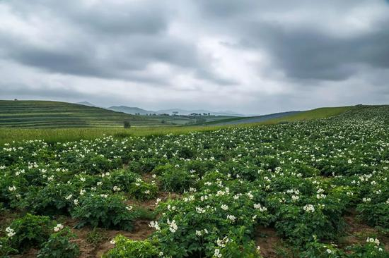 ▲ 图1：张家口沽源县白菜地，图2：张家口崇礼土豆，图3：草原天路上的土豆花。摄影/何嵘
