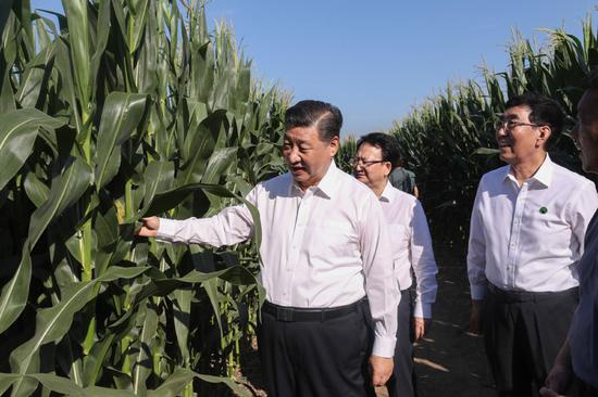 7月22日至24日，中共中央总书记、国家主席、中央军委主席习近平在吉林省考察。这是7月22日下午，在四平市梨树县国家百万亩绿色食品原料（玉米）标准化生产基地核心示范区地块，习近平走进玉米地，察看玉米长势。