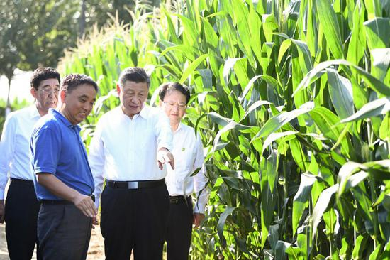 7月22日至24日，中共中央总书记、国家主席、中央军委主席习近平在吉林省考察。这是7月22日下午，在四平市梨树县国家百万亩绿色食品原料（玉米）标准化生产基地核心示范区地块，习近平走进玉米地，了解农业科技研发利用、黑土地保护情况。